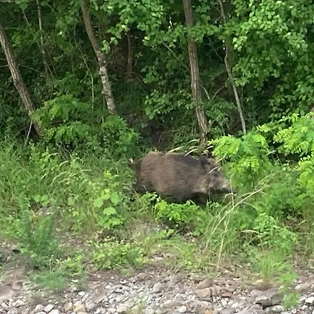 Appartement Centre *